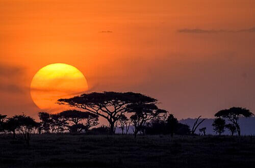 Serengeti Sunset Safari Experience in Tanzania African sunset over the vast Serengeti grasslands, a scenic view from a Tanzania wildlife safari