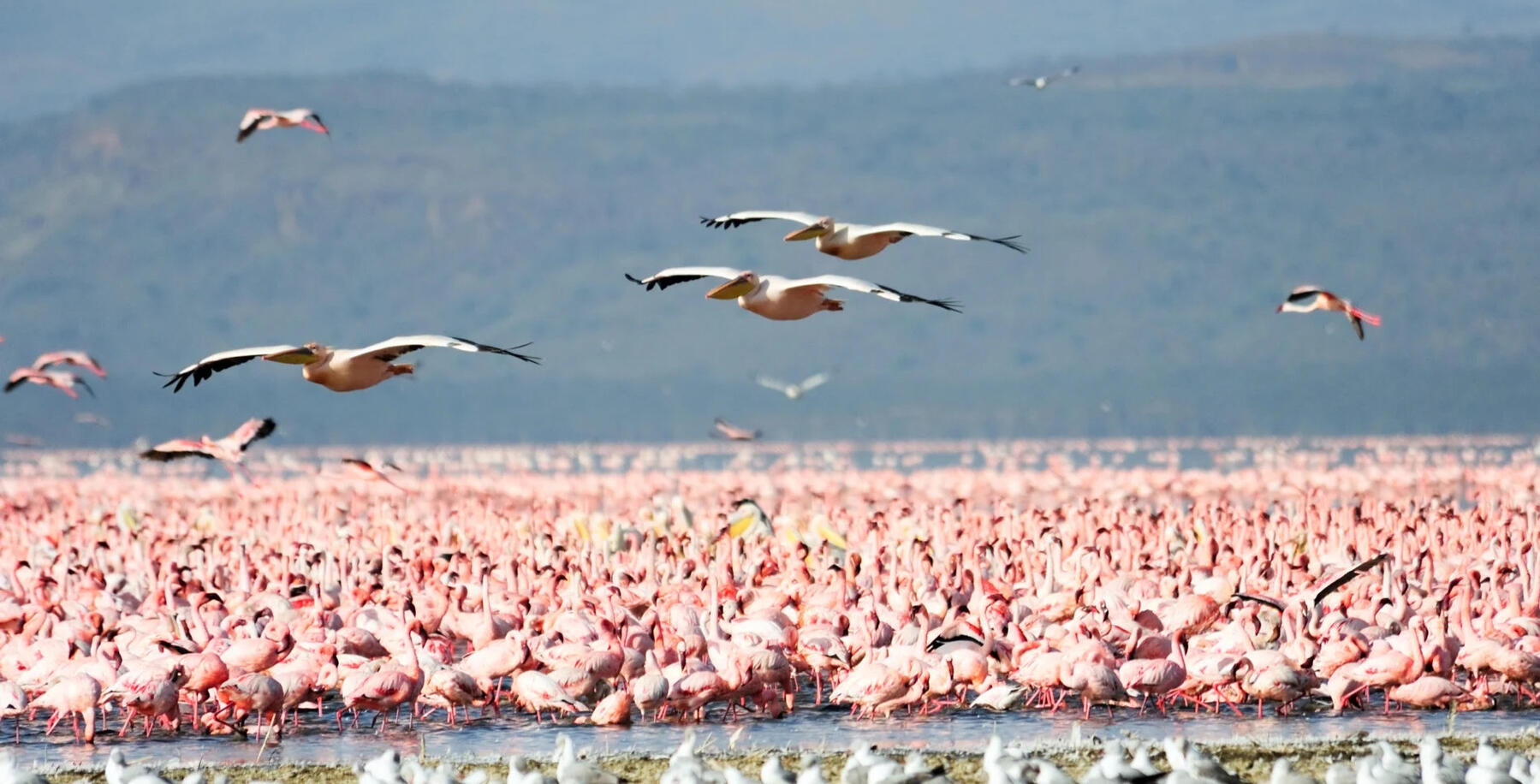 Flamingos at Lake Manyara National Park, Tanzania Pink flamingos on Lake Manyara during a Tanzania wildlife safari, surrounded by the scenic landscape of the national park