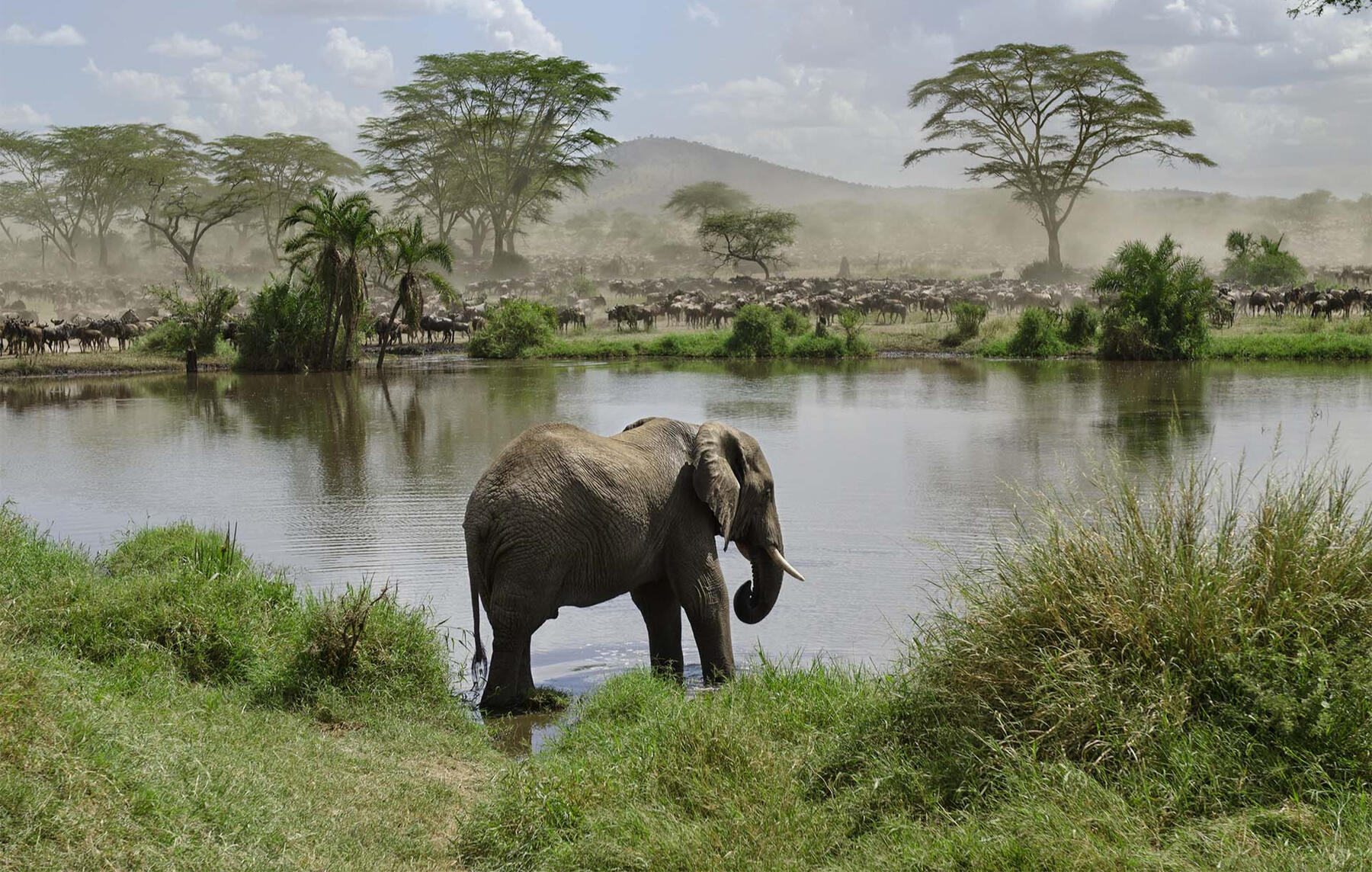 African Elephant in Tarangire National Park, Tanzania African elephant in Tarangire National Park, Tanzania, during a wildlife safari experience