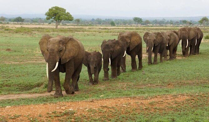African Elephants in Ruaha National Park, Tanzania Herd of African elephants walking through Ruaha National Park, Tanzania, during a wildlife safari