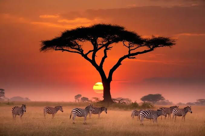Serengeti Sunset Safari with Zebras, Tanzania Scenic Serengeti sunset safari experience with zebras on the plains of Tanzania, part of a northern Tanzania wildlife adventure